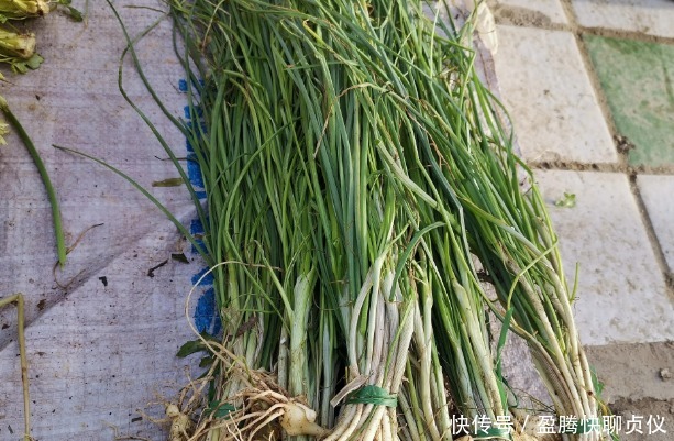 春天里最好吃的9种野菜,再不吃,过了这个月,就要等一年才能有