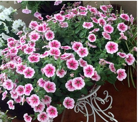 好养的几种开花植物,几乎全年开花不断,最爱都是懒人