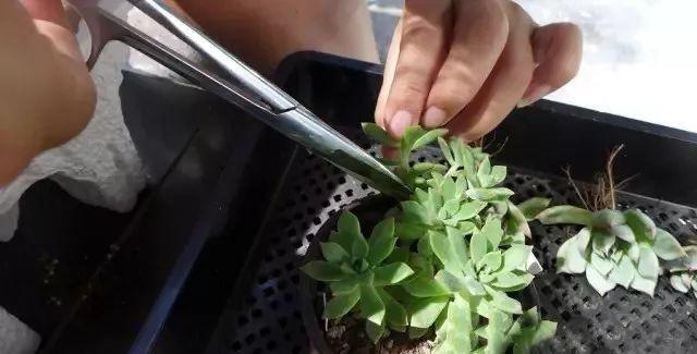多肉修剪技巧,剪1根长1盆,再也不用在外面买了,划算