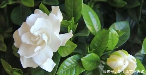 做好这件事，栀子花立春就开花，越长越旺，叶绿花美！
