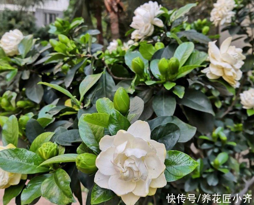 栀子花|栀子花掉花苞,给它改善3点,花苞全部绽放,香气十足