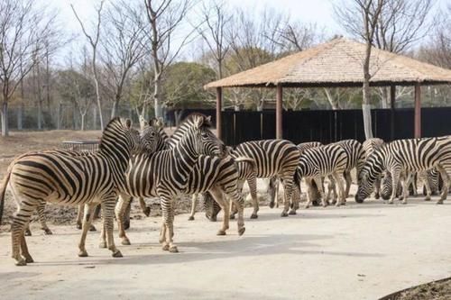 最潮流发型，你pick哪一个？