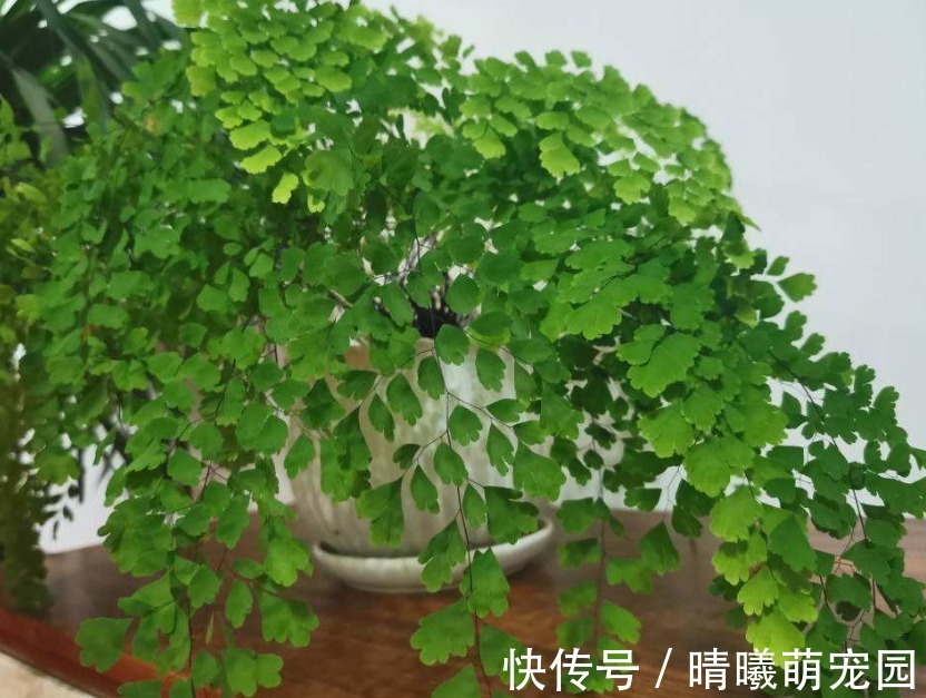 好花都是浇死的,10种常见花,浇水别太勤快!