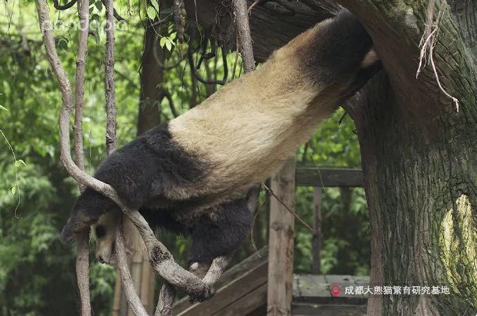  小龙女|当大熊猫遇上《神雕侠侣》