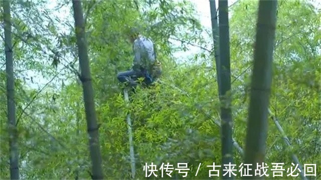 技艺|竹海飞人8岁爬竹子,年过半百仍在竹上行走,今无人传承境地尴尬