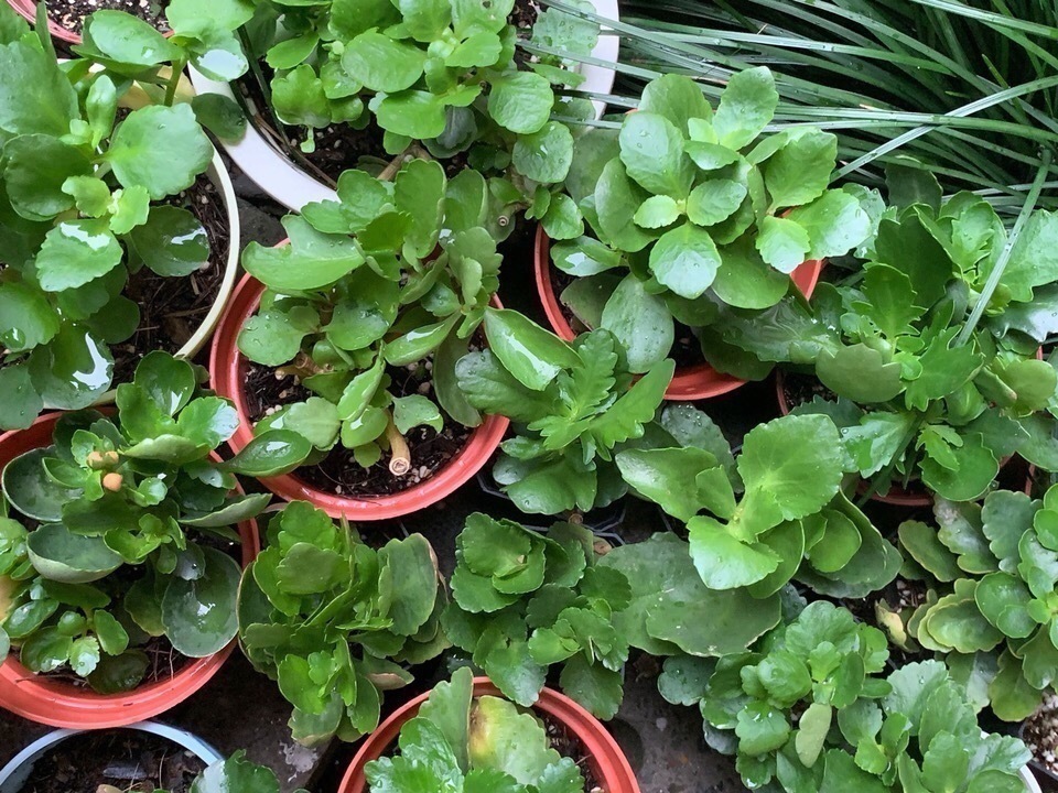 叶片|养2种花“不用等”，现在扦插、20天生根发芽，入冬就开花