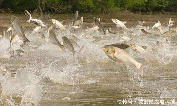 子线|手竿钓鲢鳙的4大秘诀,常用这些老招数,鲢鳙就是最好钓的鱼