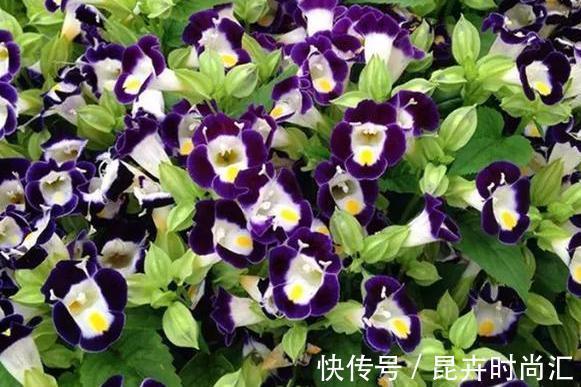 阳台|天热阳台该种植什么花？15种''抗晒''植物，盆栽赏花不犯愁