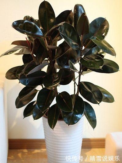 修剪|盆栽橡皮树,养护有诀窍,叶子亮的能发光,枝干粗壮,百搭盆栽