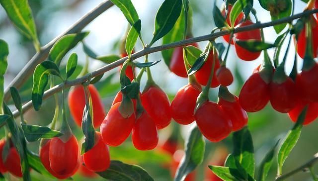 皮肤|蒲公英和它很“般配”,坚持泡水喝,排肝毒降肝火,皮肤也变好了