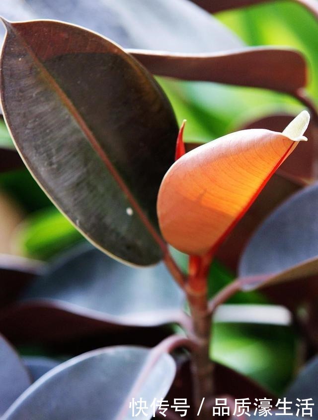 养花顺口溜,6个“无”字理解透彻,养花不用愁!