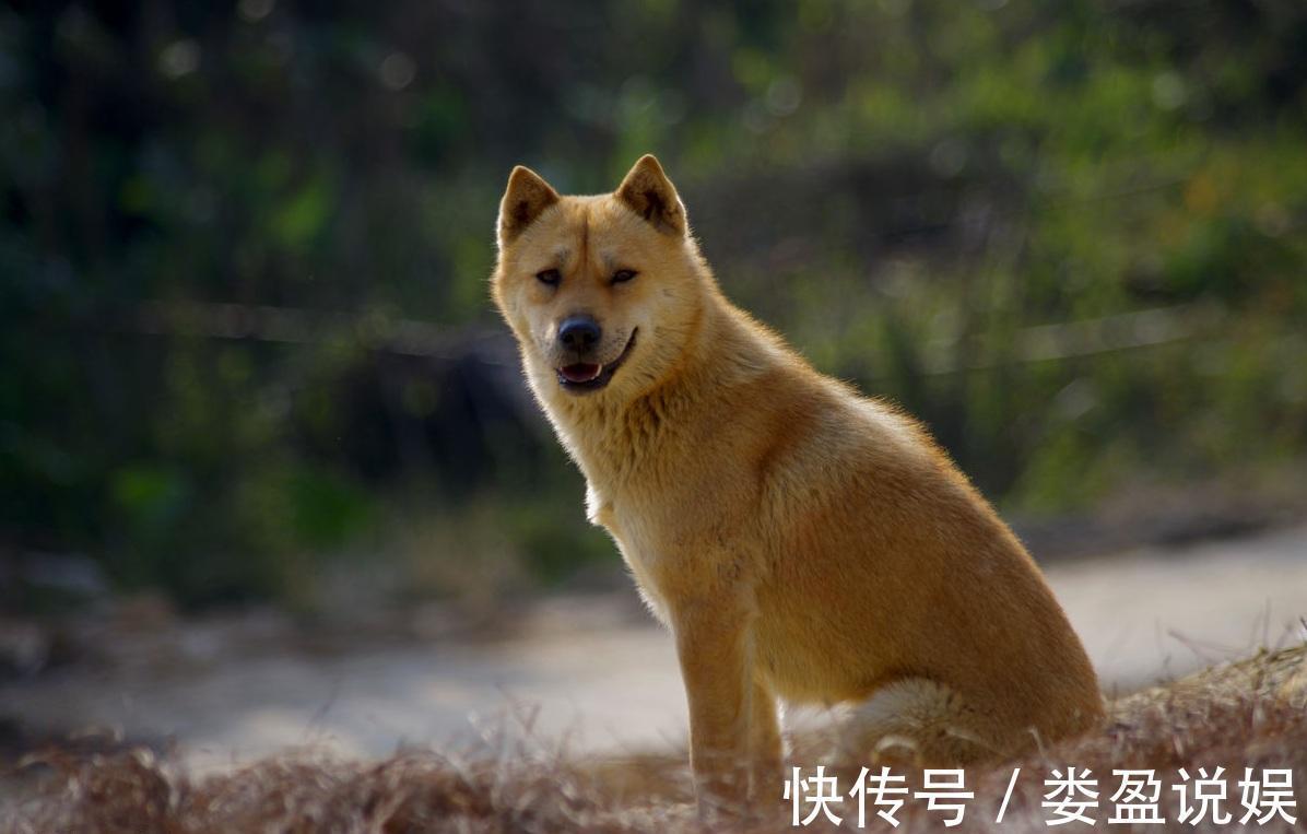 武行者$喝醉后赤手空拳打死老虎的武松，为何败给了一只黄狗