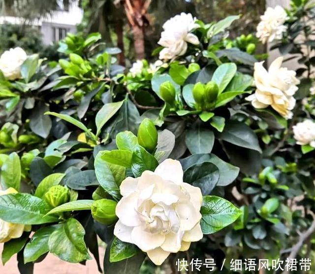 大户|阳台养此3种花太合适,不但漂亮,繁殖还容易,一年就成养花大户