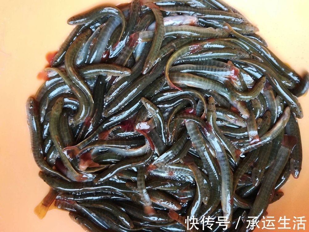 人称“红尾泥鳅”，涨水后能钓上百条，繁殖力超强，如今越来越少