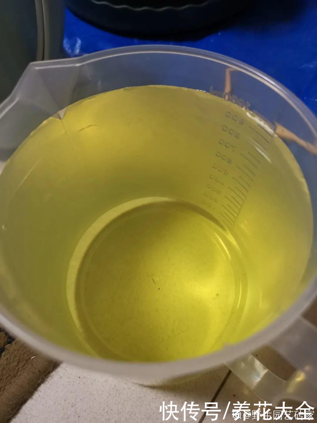 给花浇水掺点白醋,植物根比萝卜还粗,健壮不黄叶