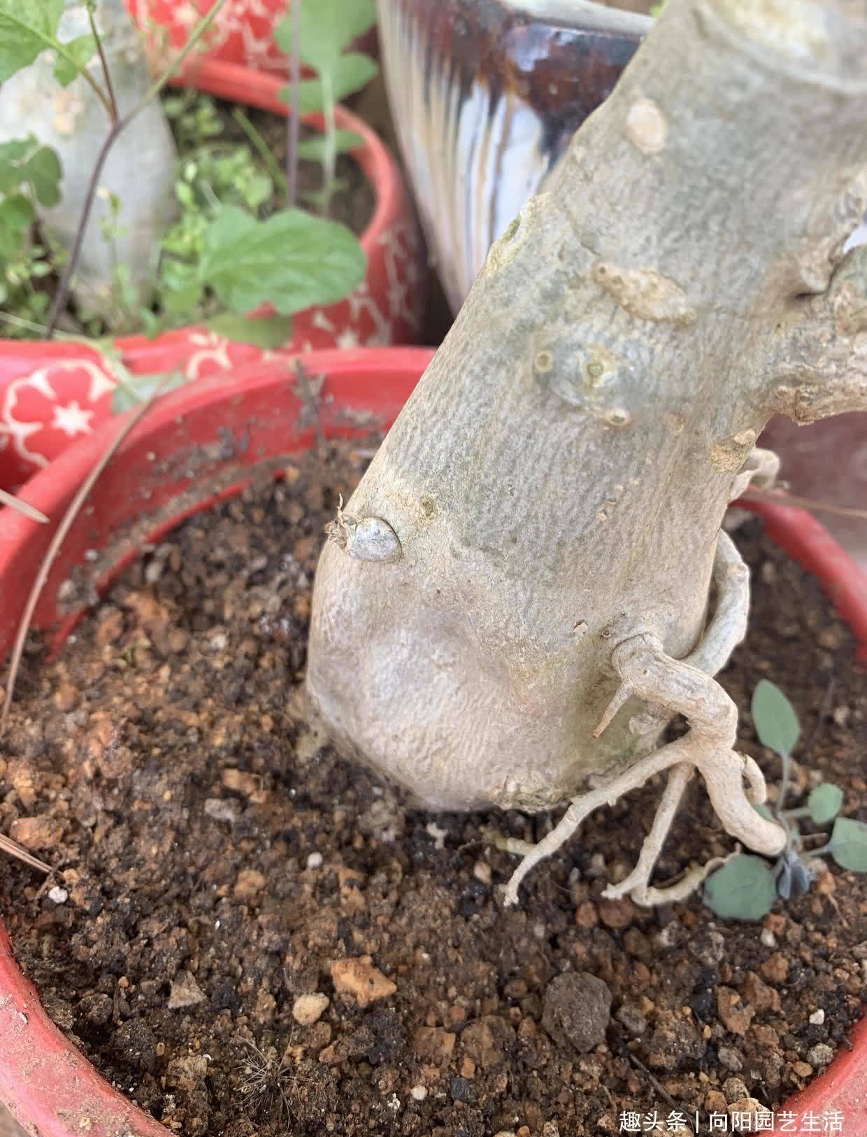 沙漠玫瑰最怕水,水一多就腐烂,颗粒土种植,平常多晒太阳