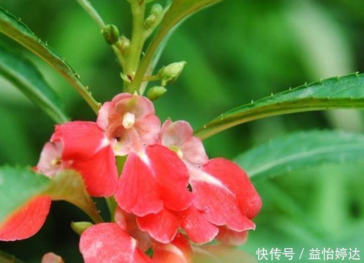 “1种花”沾土就活,比长寿花、月季都好看,尤其女生最喜欢