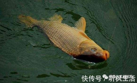 钓鱼老是空军,掌握这几个细节,新手也能爆护
