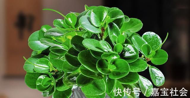 施肥|2种“废水”家家有，处理之后来浇花，根粗叶绿，半年不用施肥