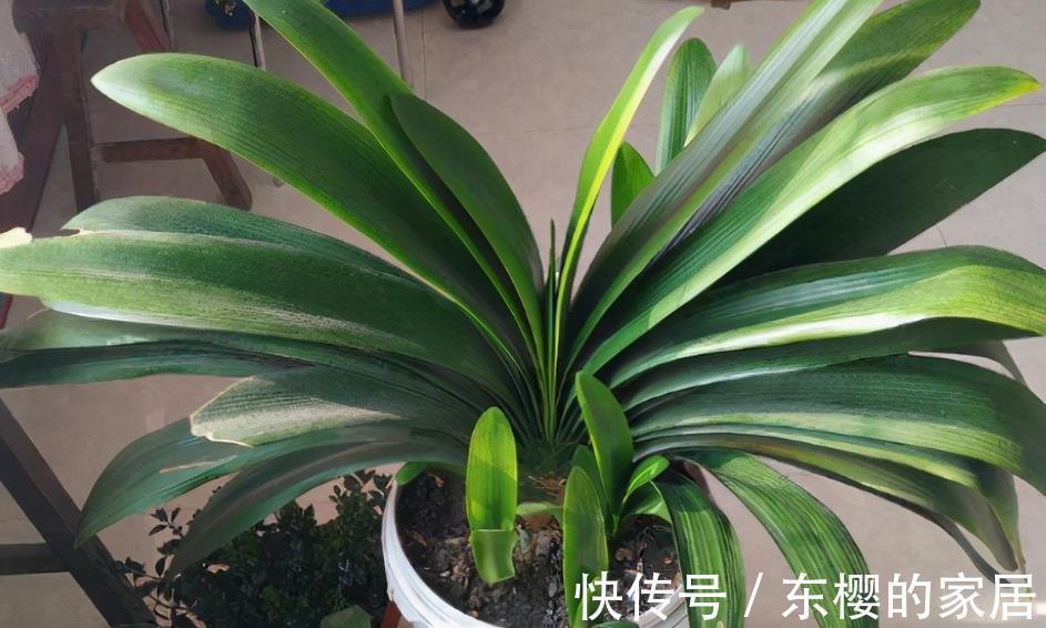 花卉|植物天热休眠,当多关注这4个问题,确保每一株都能平安度夏