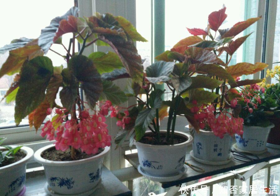 花期最长的室内绿植,一年四季开花,比绿萝还好养,扦插就能活