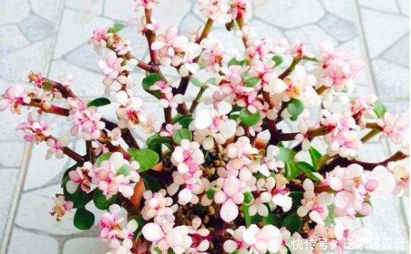 金枝玉叶修剪教程,剪下的枝条扦插,一盆变多盆