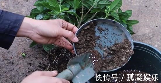 养茉莉栀子花，千万别用2种土，用了就黄叶，养一盆死一盆