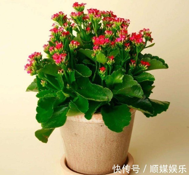 花苞|养好长寿花,这“2步”一定不能少,轻松开成大花球,花朵俊秀美