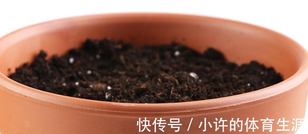 茶花秋季这样养,叶子油绿长得旺,花苞多的放不下