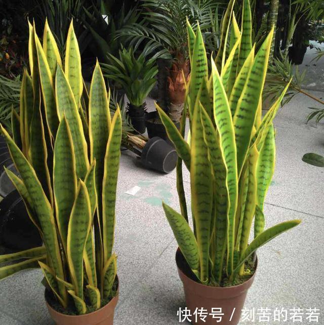 家里有“甲醛”,别忘了养“2种花”,放1盆,甲醛浓度“降低”