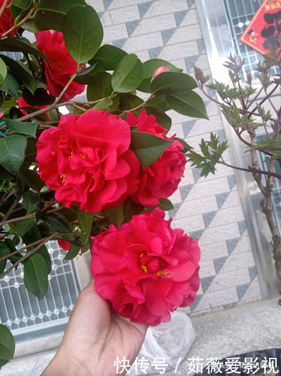 这款花卉,比兰花香,比牡丹美,花期长达半年,零下15度冻不死