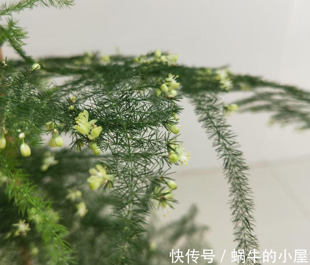 九月养文竹，给它做“三减法”，新枝新笋一起长，养成繁花小盆景