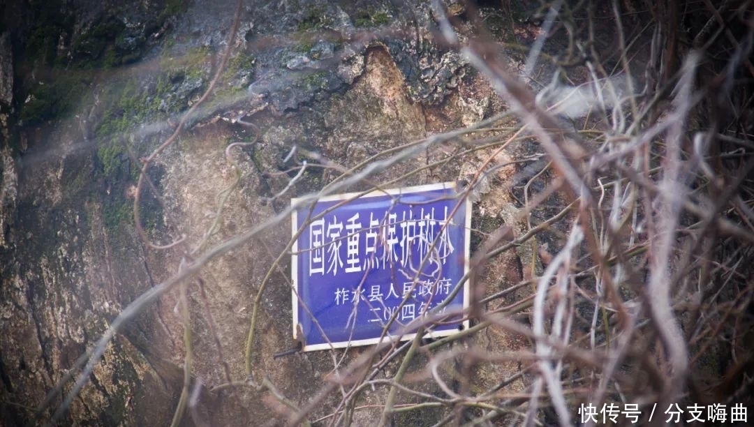 再访秦岭岭沟，去看千年古树，没有想到的是，竟还有人也惦念着它