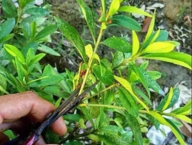 椰糠土|6月,最适合扦插的花,一插就活,大白根冒疯了