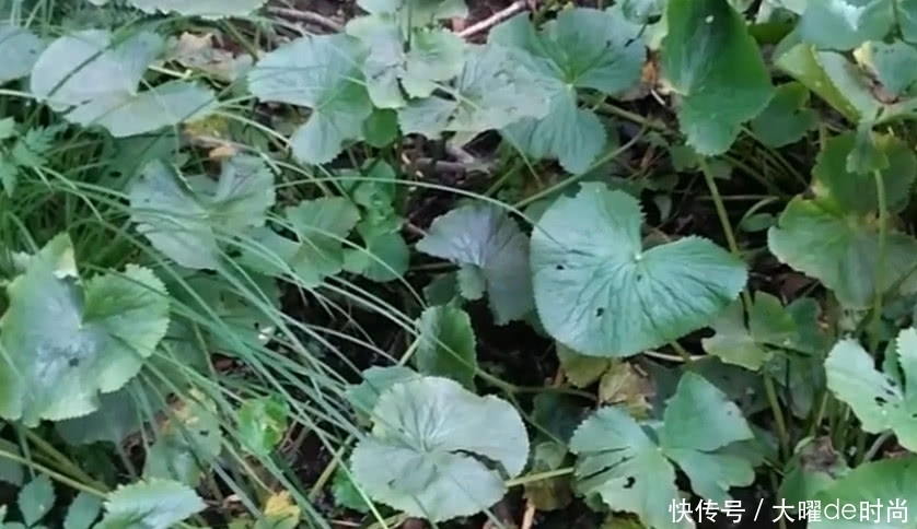 树丛中的这种野草，人称“葫芦七”能吃能用，老中医咳嗽都用它