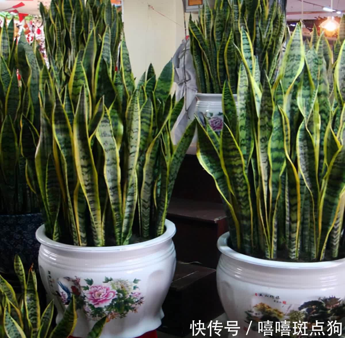 室内想养大盆镇宅花,建议从这10种里面选,听名字就很霸气