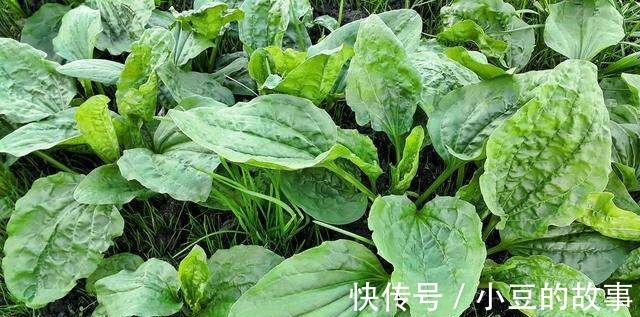 凉拌|城里的“野草”，农村的“宝贝”！常吃清热利尿，镇咳平喘强体质