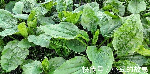 凉拌|城里的“野草”,农村的“宝贝”!常吃清热利尿,镇咳平喘强体质