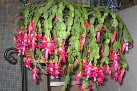 养了3年蟹爪兰，没有开花迹象，在盆里丢点“它”，冒花30朵！