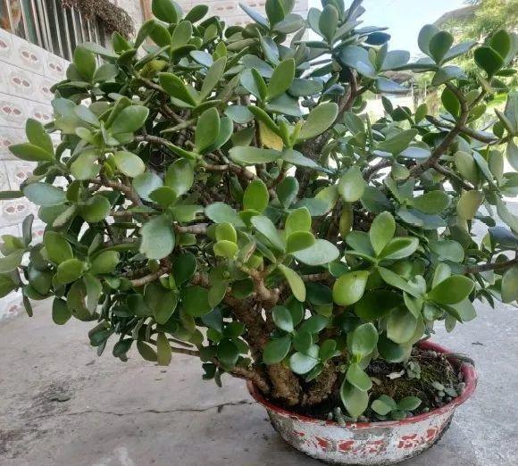 最小的盆,养最牛的花,还能开爆盆,真牛!