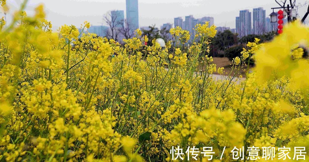 花海公园|打造花海很简单，种子撒下去就成，福州几个地方四季都是花海