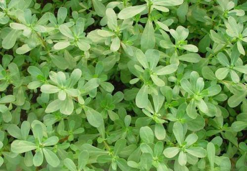 冬病夏治|女人养肝就是抗衰老,农村3种野菜,保肝护肝,排毒养颜,抗衰老