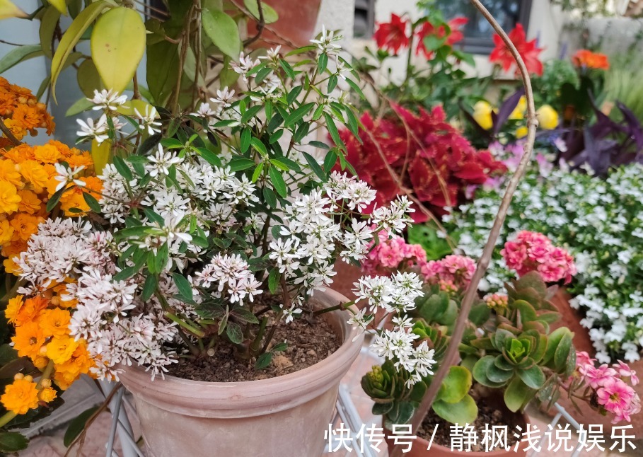 养花最“坑人”的妙招,老花匠都不敢用,养花新手一定别尝试