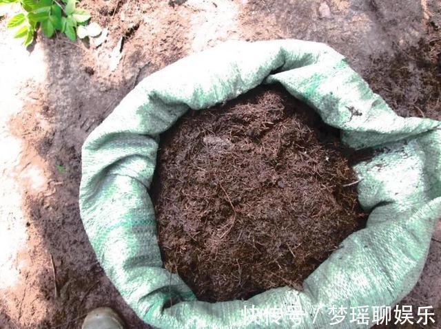 路边“捡”3种废弃物,开水烫一烫,养绿萝君子兰“根粗叶绿”