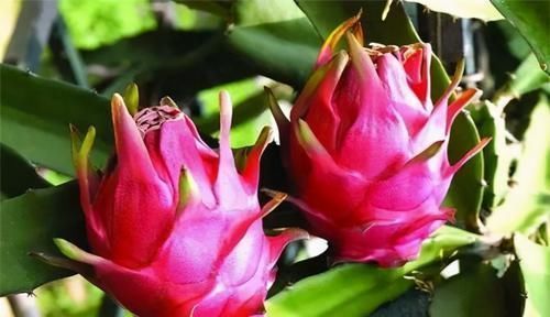 食物|对身体很好的3种食物,春天坚持吃,排毒清肠,抗衰老,好处多多