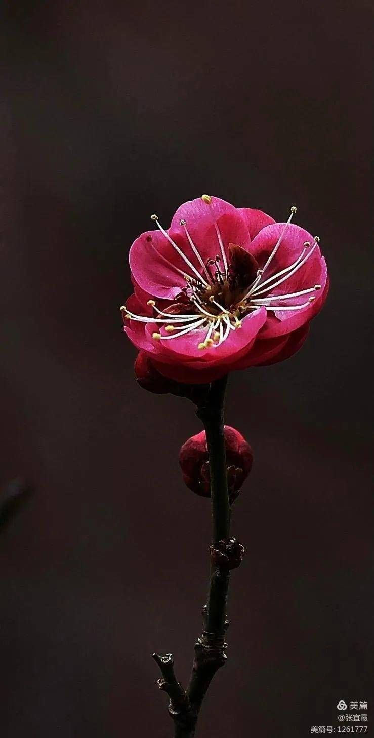 红梅赞|寒冬里的那抹亮色：趵突泉的梅花开了