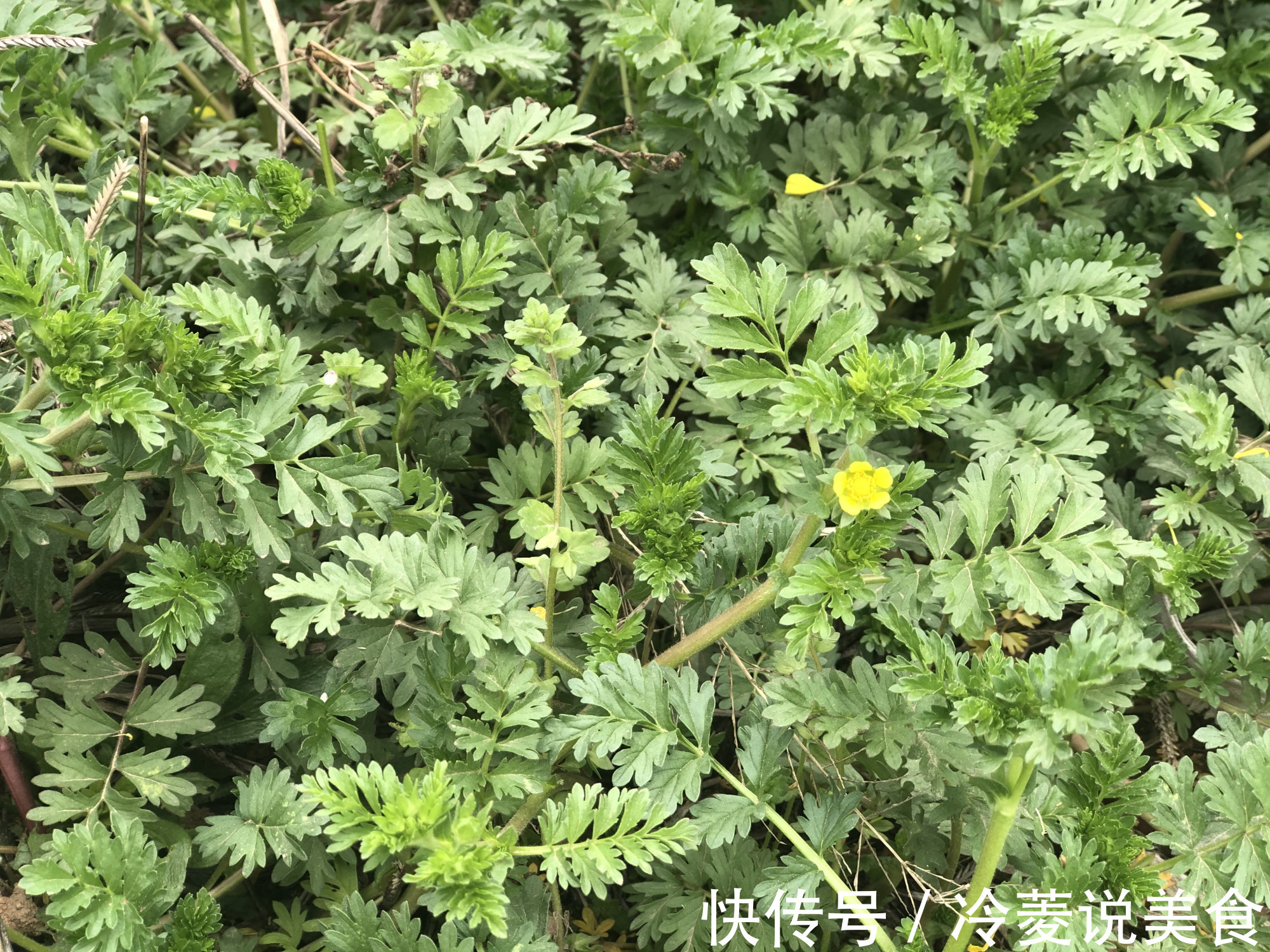 刺儿菜|这8种野菜很常见，但很多人不知道能吃，你认识几种