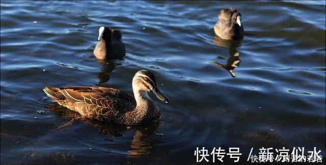 惠崇!苏轼很有名气的一首诗,处处都生机盎然,尤其前2句成千古名句!