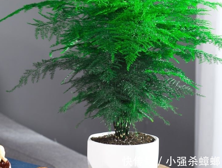 花草|盆栽花草出现这4个信号得马上翻盆，多等一天，植物就多危险一分