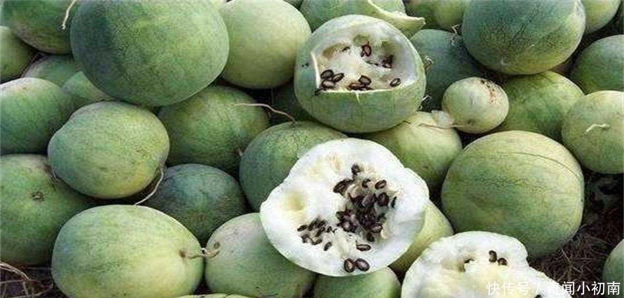 药葫芦|为什么没有人敢吃沙漠里的“西瓜”?